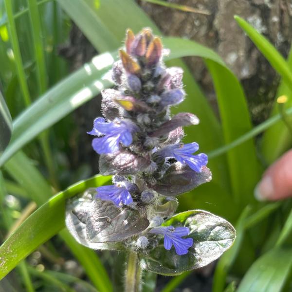 <h3>Ajuga reptans / Bugle / Kruipend zenegroen</h3>